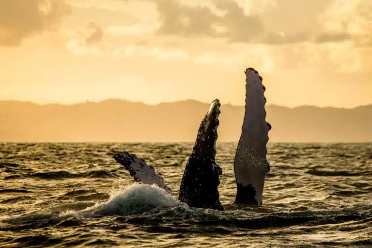 ACCUEIL-À la rencontre des baleines à Madagascar