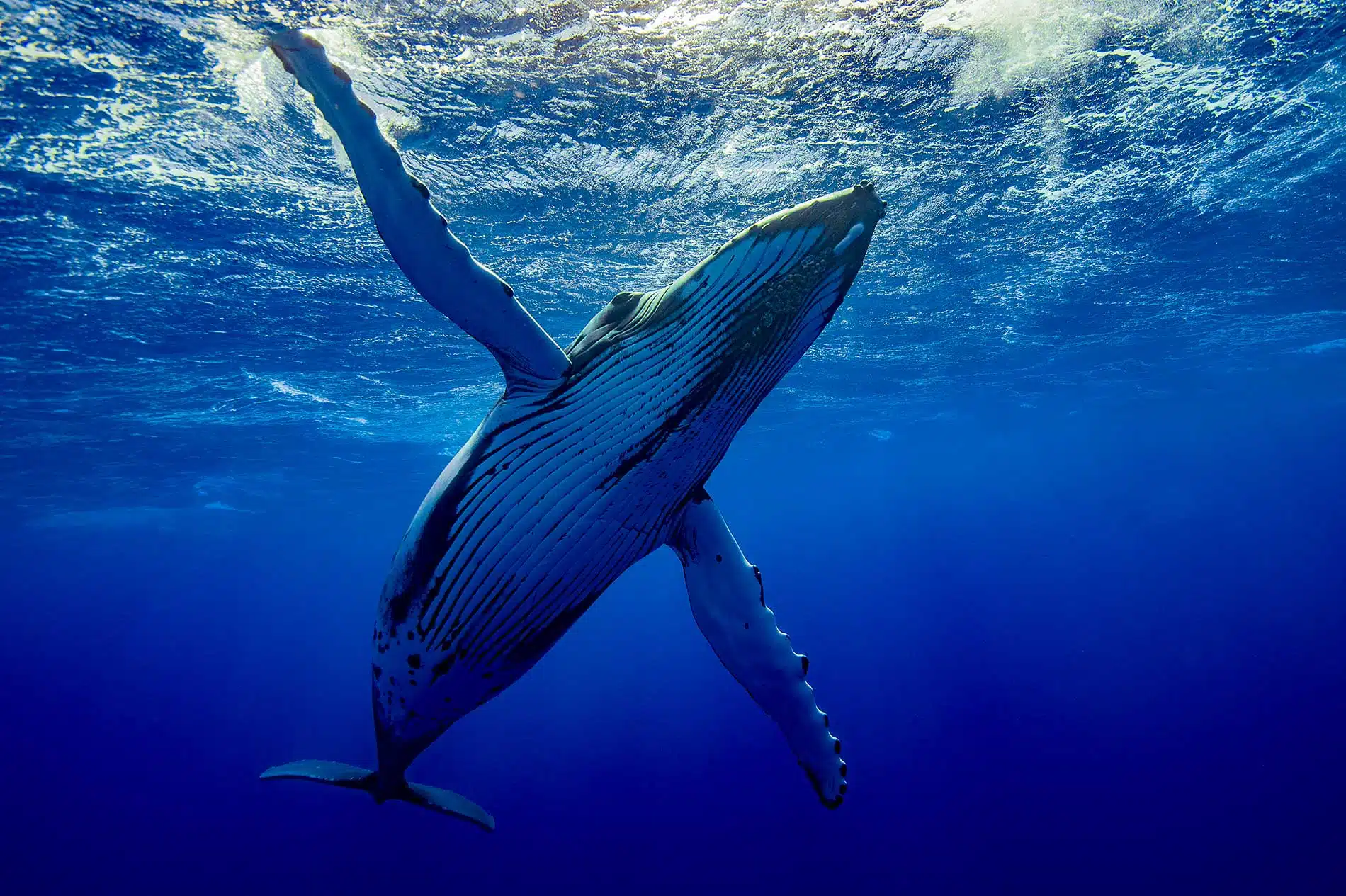 ACCUEIL-Whale-watching in Madagascar