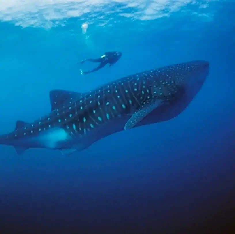 ARTICLE-À la rencontre des baleines à Madagascar