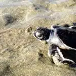 Mayotte - Bébé tortue