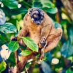 Mayotte - Singe sur arbre
