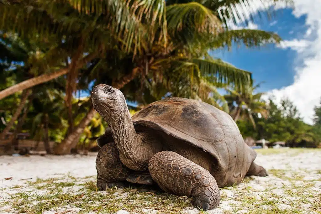 Les Seychelles - Tortue locale plage