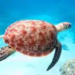 Mayotte - Tortue gros plan