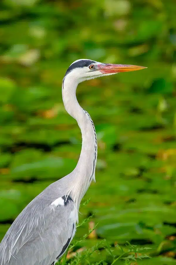 Les Seychelles - Oiseau typique