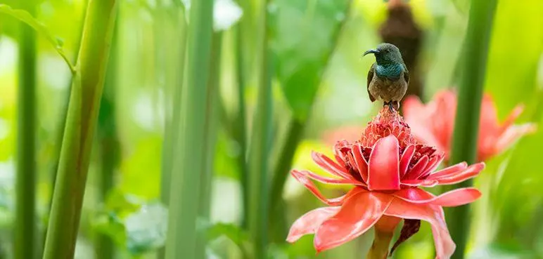 Les-Seychelles-fleurs