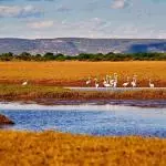 Madagascar - Paysage oiseaux