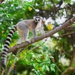 Madagascar - Forêt avec lémurien