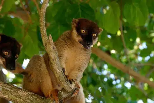 i-v-ecotourisme-lemurien-fauve-madagascar