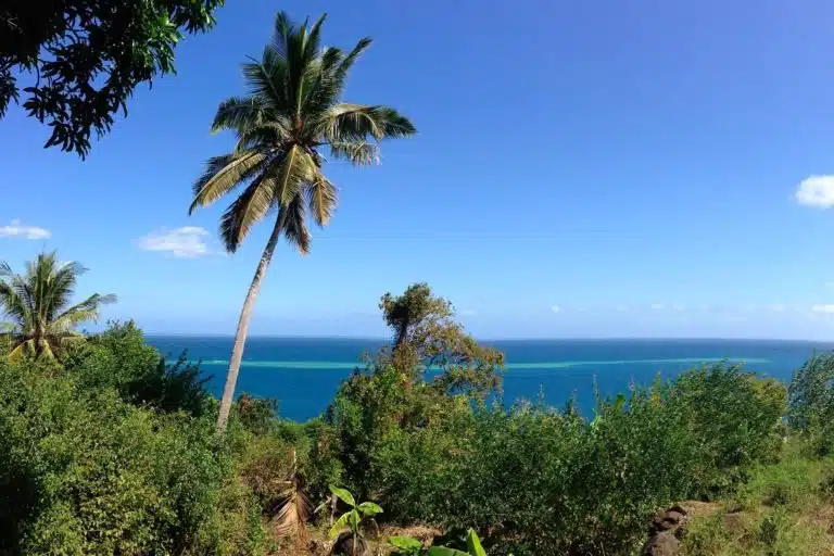 ile-vanille-home-mayotte-palmier-panorama