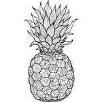 coloriage_ananas